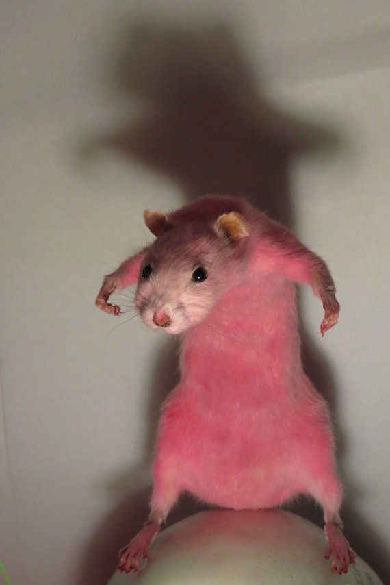pink rat